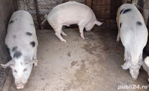 Porci de carne  - imagine 3