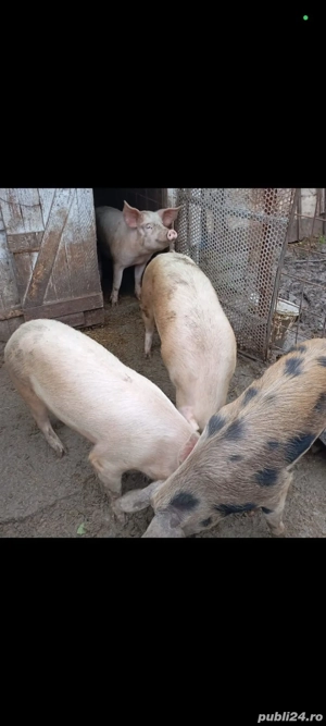 Porci de carne  - imagine 4