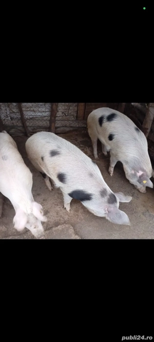 Porci de carne  - imagine 5