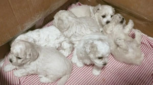 Vând căței Bichon Maltese  - imagine 2