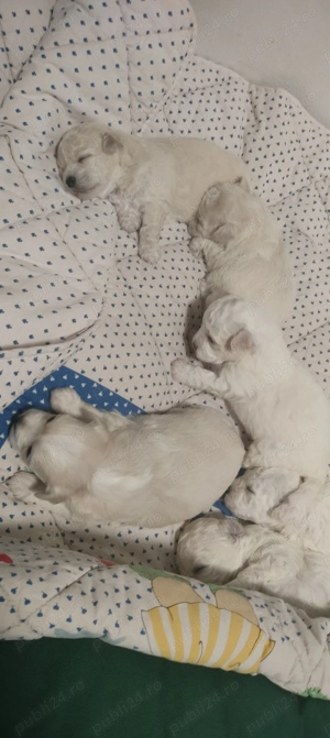 Vând căței Bichon Maltese  - imagine 3