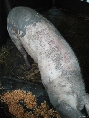 De arvunit pentru Crăciun  - imagine 2