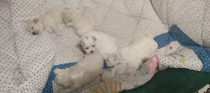 Vând căței Bichon Maltese  - imagine 4