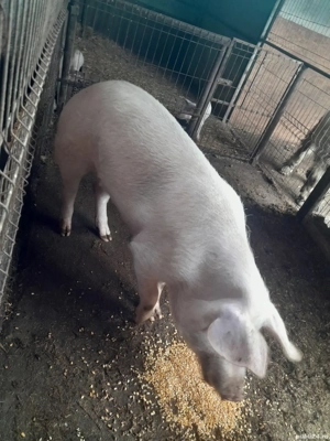 porci pt masa de Crăciun  - imagine 3