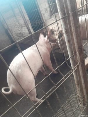 porci pt masa de Crăciun  - imagine 2