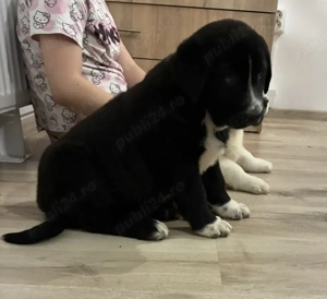 Ciobănesc de Asia Centrală pui - imagine 2