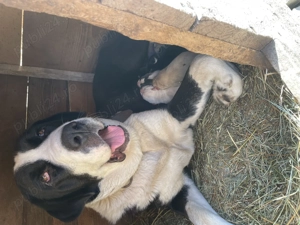 Ciobănesc de Asia Centrală pui - imagine 4