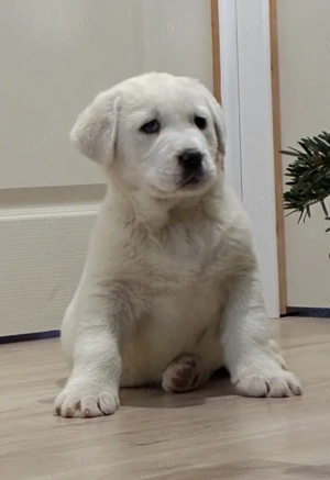 Ciobănesc de Asia Centrală pui