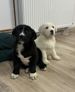 Ciobănesc de Asia Centrală pui - imagine 3