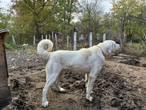 Ciobănesc de Asia Centrală pui - imagine 5