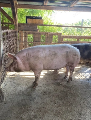 Porci de vanzare 80 - 160 Kg - imagine 2