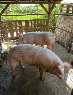 Porci de vanzare 80 - 160 Kg - imagine 3