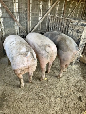 Porci de vanzare 80 - 160 Kg - imagine 4