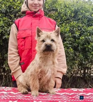 Cairn terrier disponibili - imagine 5