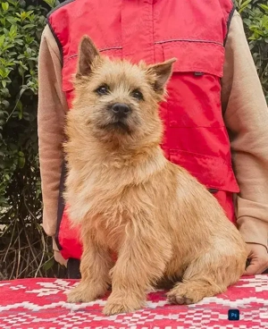 Cairn terrier disponibili - imagine 4