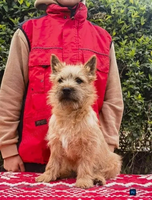 Cairn terrier disponibili - imagine 3