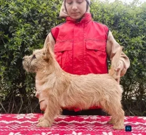 Cairn terrier disponibili - imagine 2