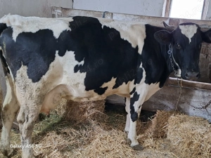 Vacă de vânzare - imagine 2