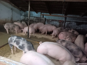 Porci de carne pentru Craciun  - imagine 4