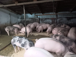 Porci de carne pentru Craciun  - imagine 3