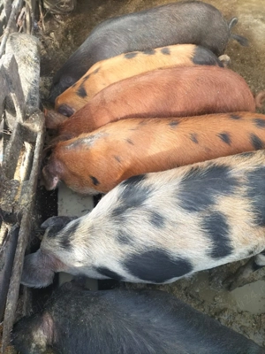 Vând porci de carne între 120 -150 kg preț 13 lei kg