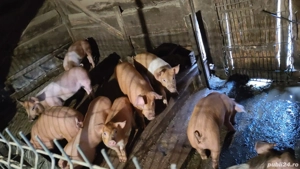 Vand purcei - imagine 4