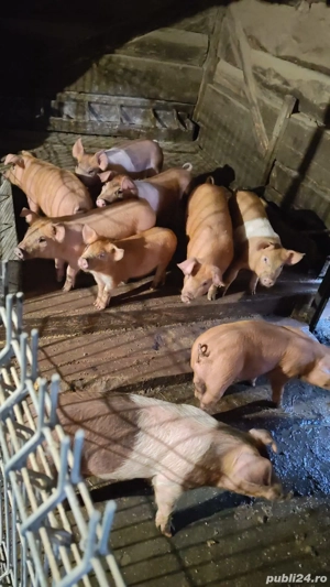 Vand purcei - imagine 3