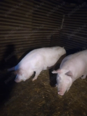 Vând porc de sacrificare   140 kg