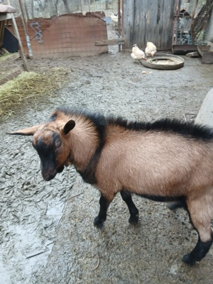 Țap tânăr alpin francez  - imagine 2