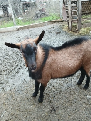 Țap tânăr alpin francez 