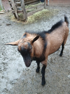 Țap tânăr alpin francez  - imagine 4