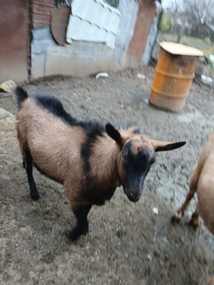 Țap tânăr alpin francez  - imagine 3