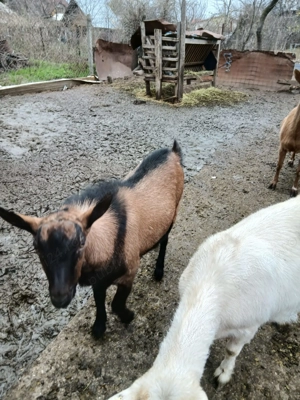 Țap tânăr alpin francez  - imagine 5