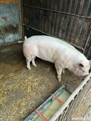 Vand porc.  - imagine 4