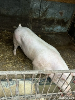 Vand porc.  - imagine 2