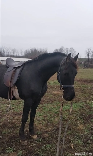 armăsar de vînzare  - imagine 2