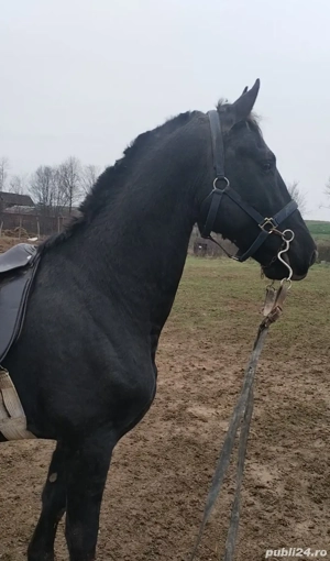 armăsar de vînzare 