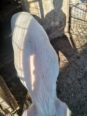 Porc de tara, 130 kg - imagine 3