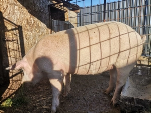 Porc de tara, 130 kg