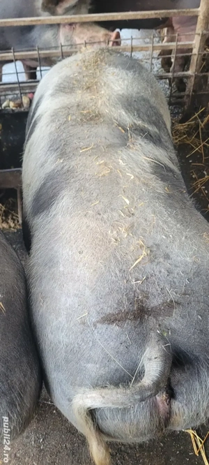 Porci de carne  - imagine 2