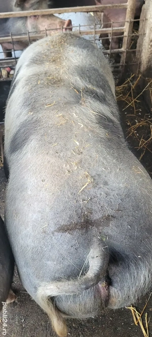 Porci de carne  - imagine 3