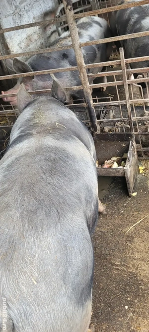 Porci de carne  - imagine 4