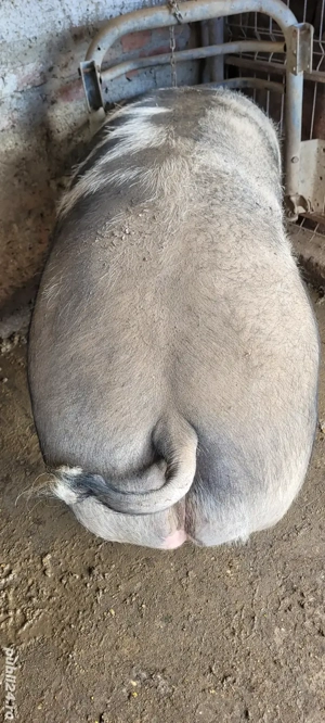 Porci 350 kg - imagine 3