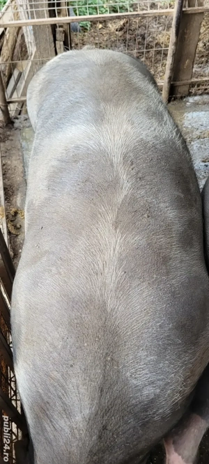 Porci 350 kg - imagine 4
