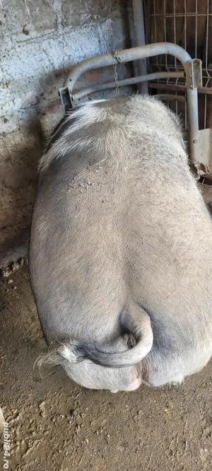 Porci 350 kg - imagine 2