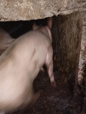 Porc de vanzare - imagine 2