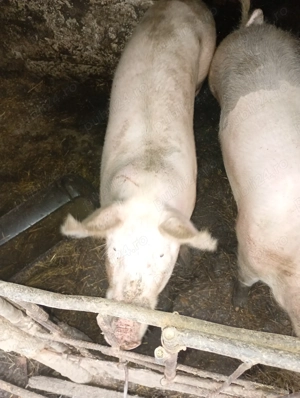 Porc de vanzare - imagine 3