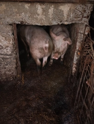 Porc de vanzare - imagine 4