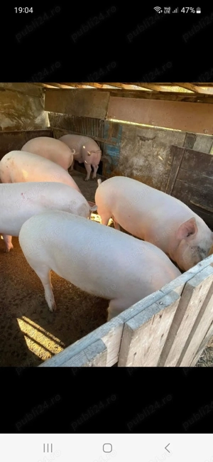 Vând porci de carne crescuți bio  - imagine 2