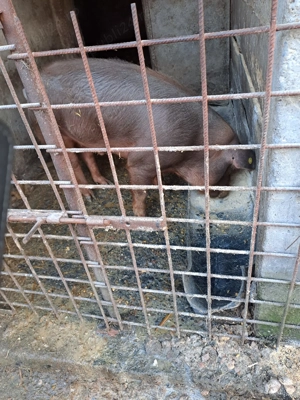 Porci de vânzare - imagine 2